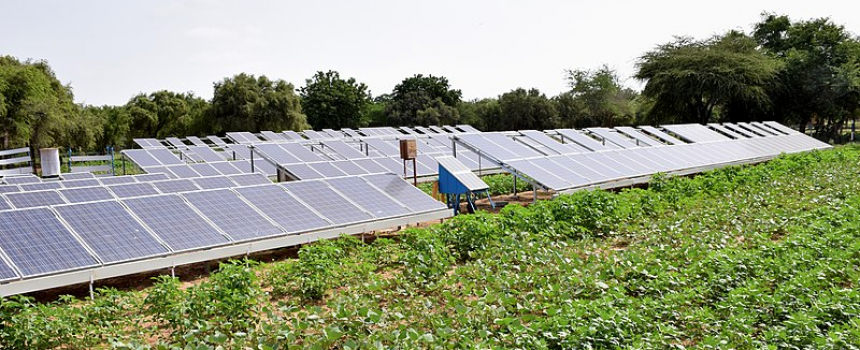 Food crops do better in the shade of solar panels